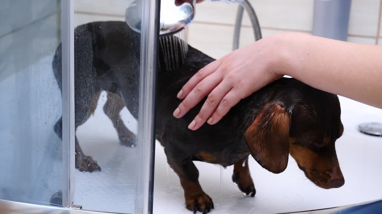 욕조 에서 작은 개 를 고 있는 여자