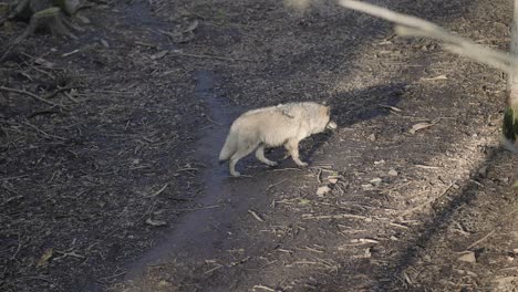 wilk polarny idący powoli po terenie leśnym w parku omega, quebec, kanada - strzał pod dużym kątem