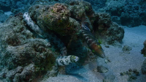 snowflake moray ell and floral wrasse staring at the camera