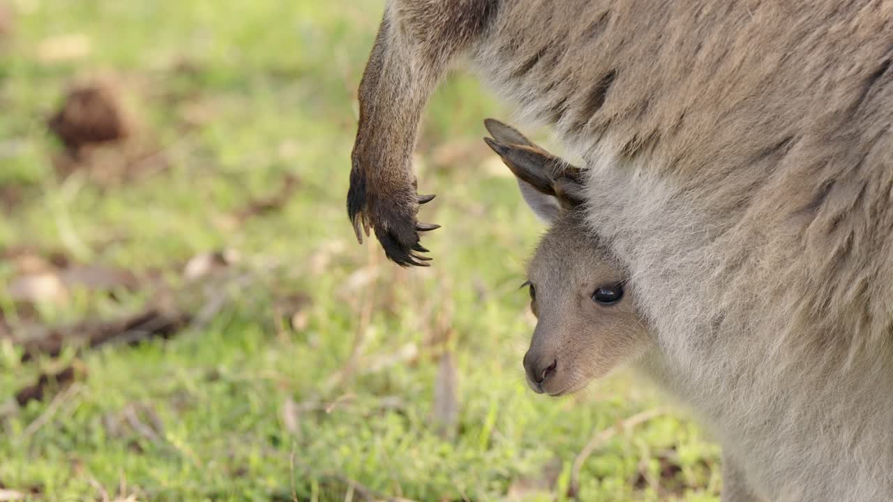 Close-up of a Joey Kangaroo in its Mother's Pouch