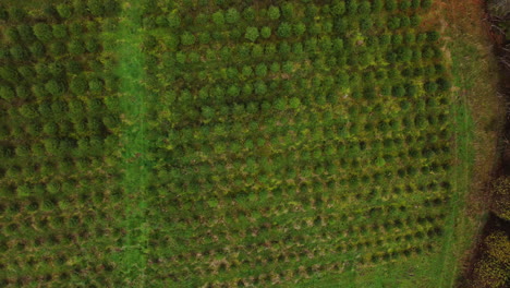 New-planted-saplings-to-grow-forest,-aerial-top-down-ascend-view