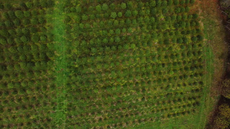 new planted saplings to grow forest, aerial top down ascend view