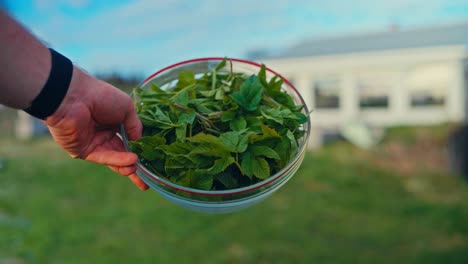 person holding bowl of freshly picked leaves in the garden. - closeup shot