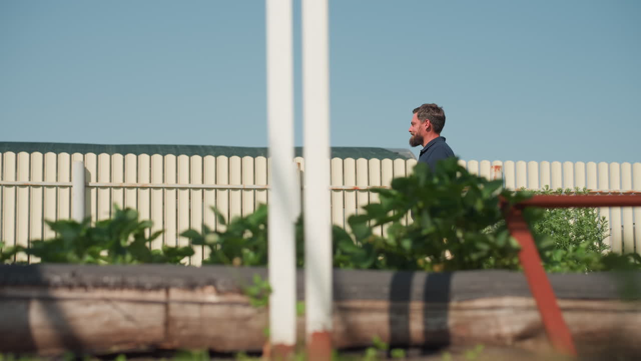 side view of farmer walking with wooden crate through white frame near green crop rows on sunny day inspecting plants for growth and health while carrying gloves and tools in belt
