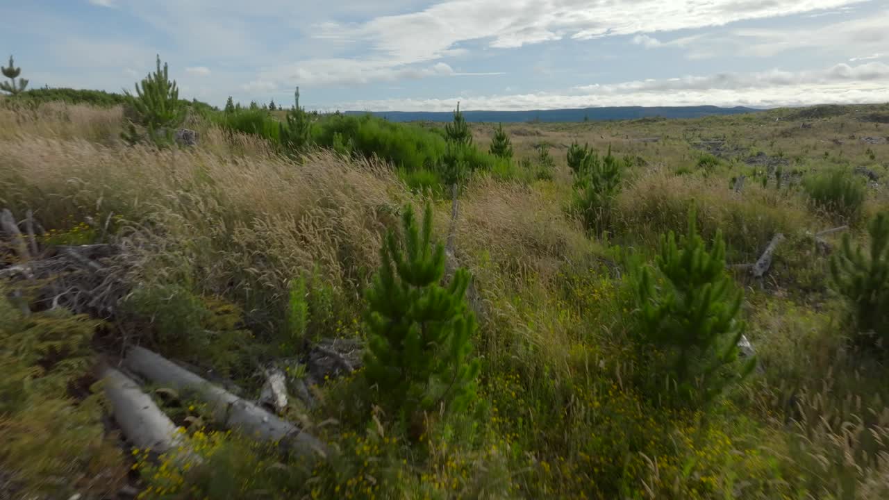 vista aérea de pinos jóvenes plantados para convertirse en un bosque de madera