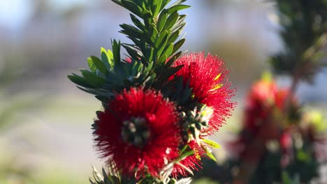 la abeja melífera se alimenta de flores de callistemon carmesí de cerca, jardín polinizador