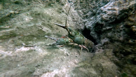 una toma de perspectiva submarina de un gran camarón saliendo de un pequeño agujero a lo largo del fondo del océano