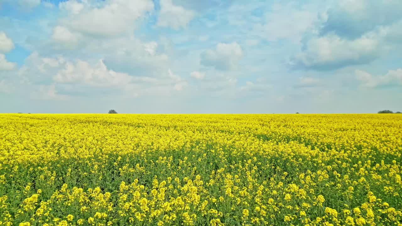 A captivating aerial view of a yellow rapeseed crop in a Lincolnshire farmer's field