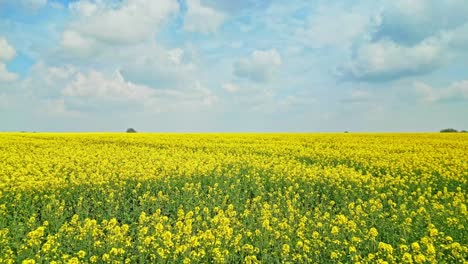 Una-Cautivadora-Vista-Aérea-De-Un-Cultivo-De-Colza-Amarilla-En-El-Campo-De-Un-Agricultor-De-Lincolnshire