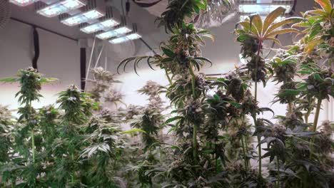 Shot-of-a-cannabis-plants-growing-in-a-grow-tent-during-flowering-stage