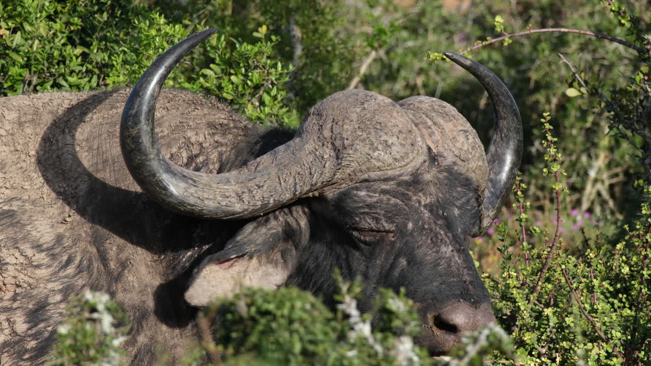 ⁇ 빛 속 에 있는 아프리카 버팔로 의 클로즈업