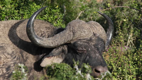 closeup of african buffalo in sunlight. cape buffalo