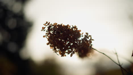 close-up of delicate dried leaves on a branch silhouetted against golden sunlight, warm backlight enhances intricate leaf details, creating a serene autumn scene with a dreamy, soft-focus background