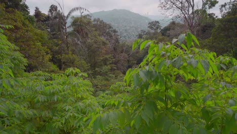vibrant green foliage creates a dense canopy over the rolling hills of a tropical rainforest in berjaya hills, malaysia, showcasing the rich biodiversity and natural beauty of the japanese village