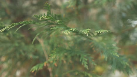 Western-Redcedar-Aus-Nächster-Nähe-Auf-Ästen