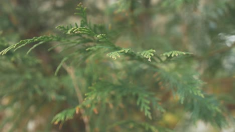 western redcedar  close up on branches