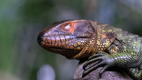 northern caiman lizard sitting on the tree branch in forest and displaying its third eyelid