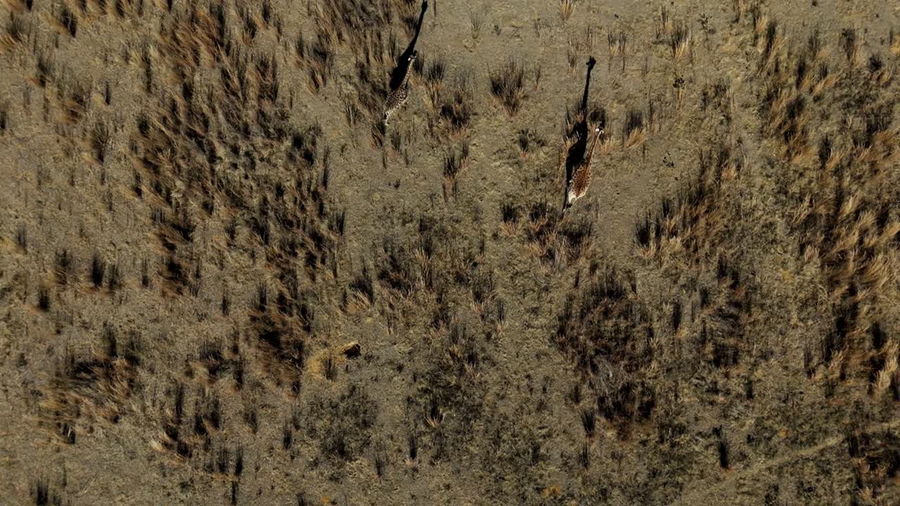 Giraffes crossing an African savannah plain from a bird's eye view on a windy day