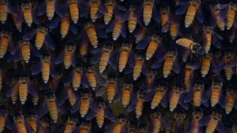 honey bees are known to build large colonies of nest with symmetrical pockets made of wax for them to store honey as their food source
