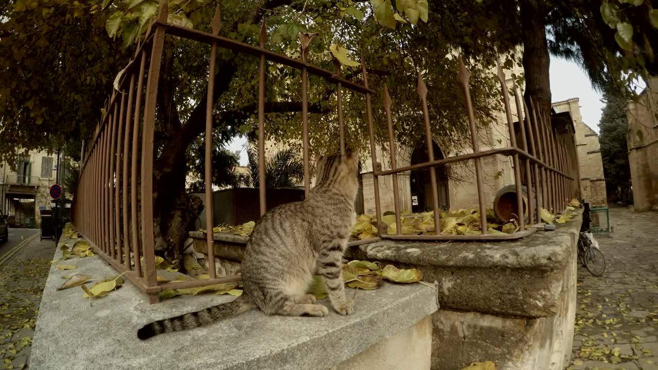 gato cerca de la valla de la mezquita de selimiye en las hojas caídas