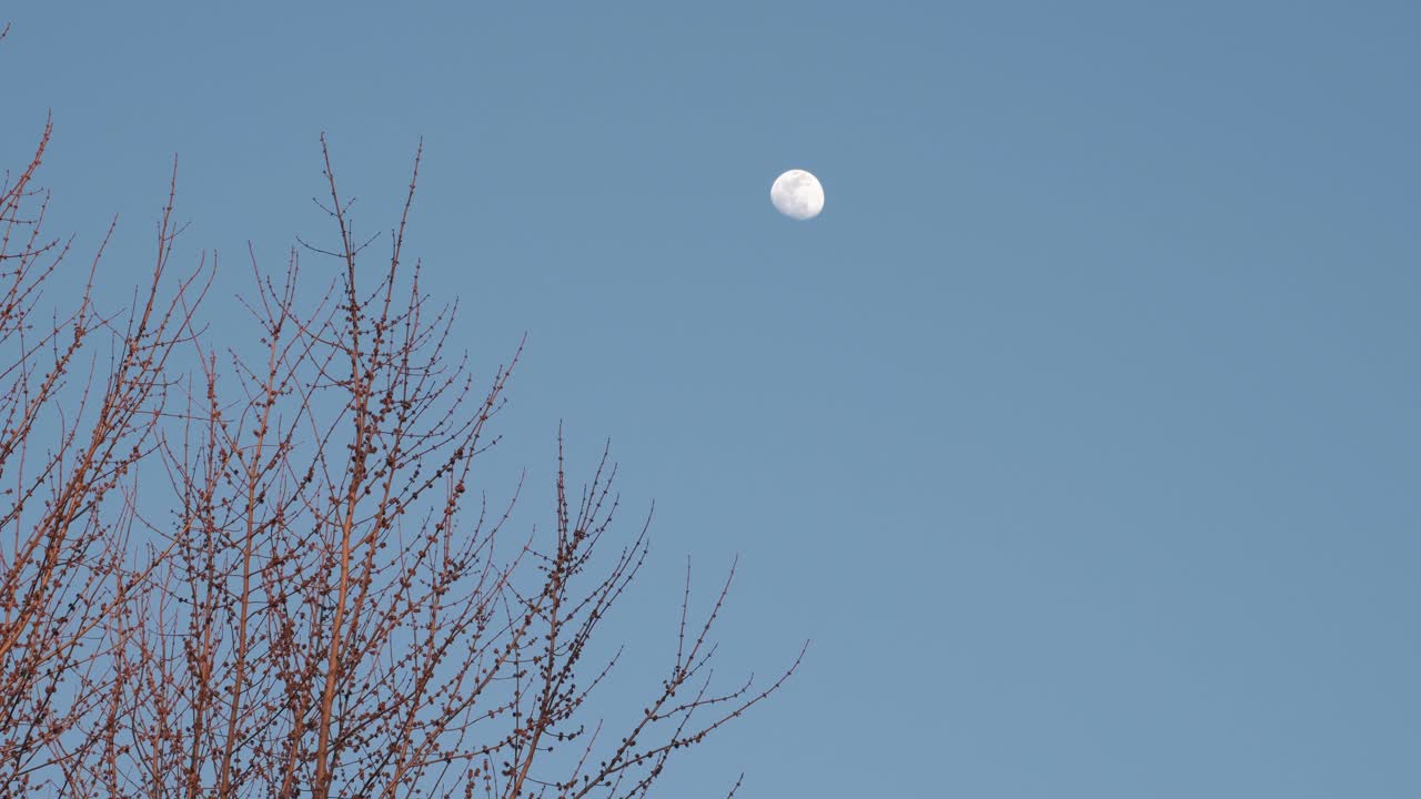 전경에서 나무가 흔들리는 하늘색 저녁 하늘을 배경으로 빛나는 달