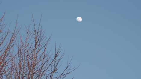 the moon glowing against a light blue evening sky with trees swaying in the foreground