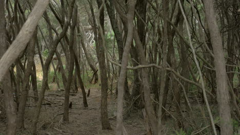 PAN-LEFT-Forest-Of-Dense-Moonah-Trees