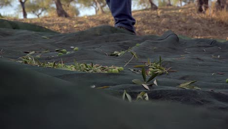 green olives falling on a harvesting net