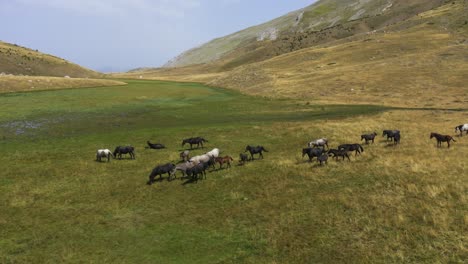 An-aerial-view-of-a-herd-of-wild-horses,-that-are-playing,-running,-and-grazing-on-a-mountain-plateau