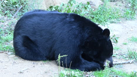 Un-Oso-Negro-Está-Comiendo-Una-Manzana-En-Un-Terreno-Forestal,-Recinto-Del-Zoológico