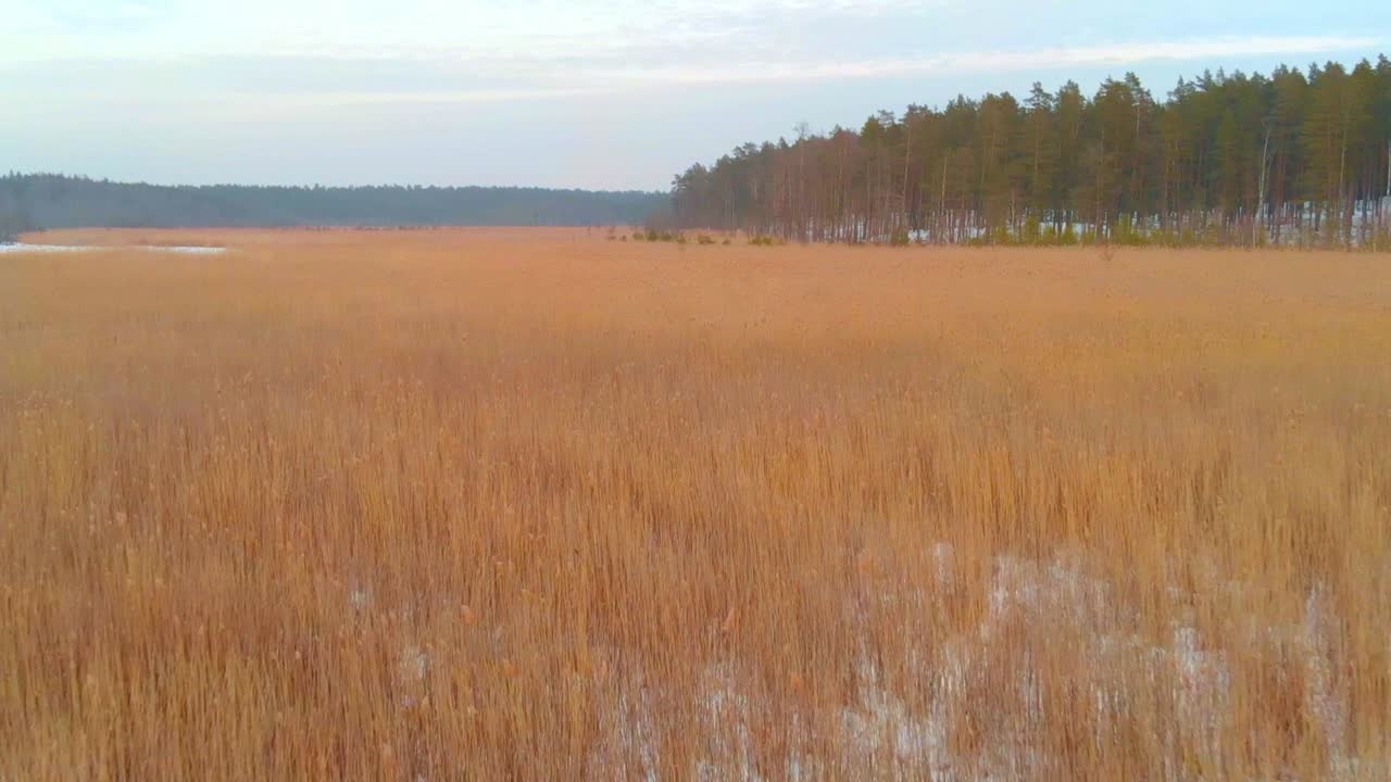 Myrmarkslandskap täckt av vassvegetation, med en flygdrönare som flyger framåt.