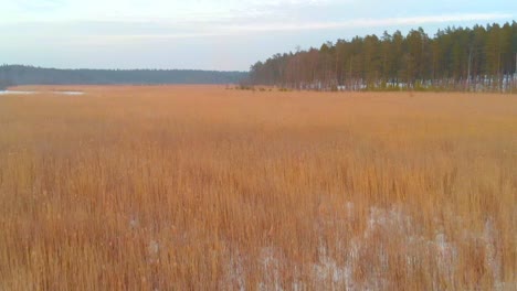 swamp landscape covered with reeds vegetation, aerial drone flying forward