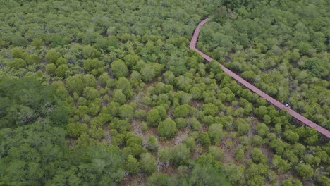 Drone-Aéreo-Tiro-Lento-De-Un-Bosque-De-Manglares-Con-Un-Camino-A-Pie-En-Una-Parte-Nacional-En-Tailandia