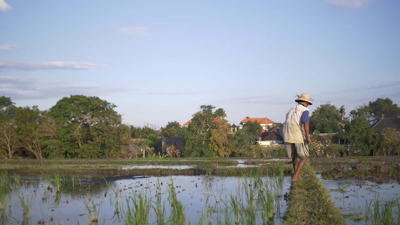 Farmer Beating Paddy Boundary with a Mallet