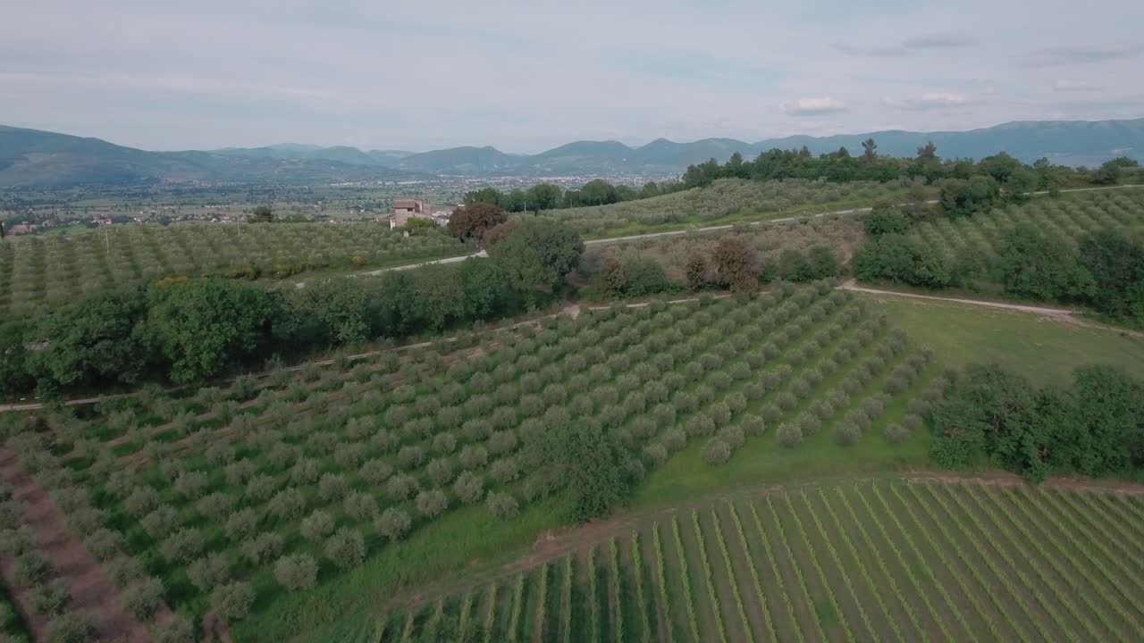 Aerial Drone shot Fly Over Olive Groves and Farmland in Umbria, Italy