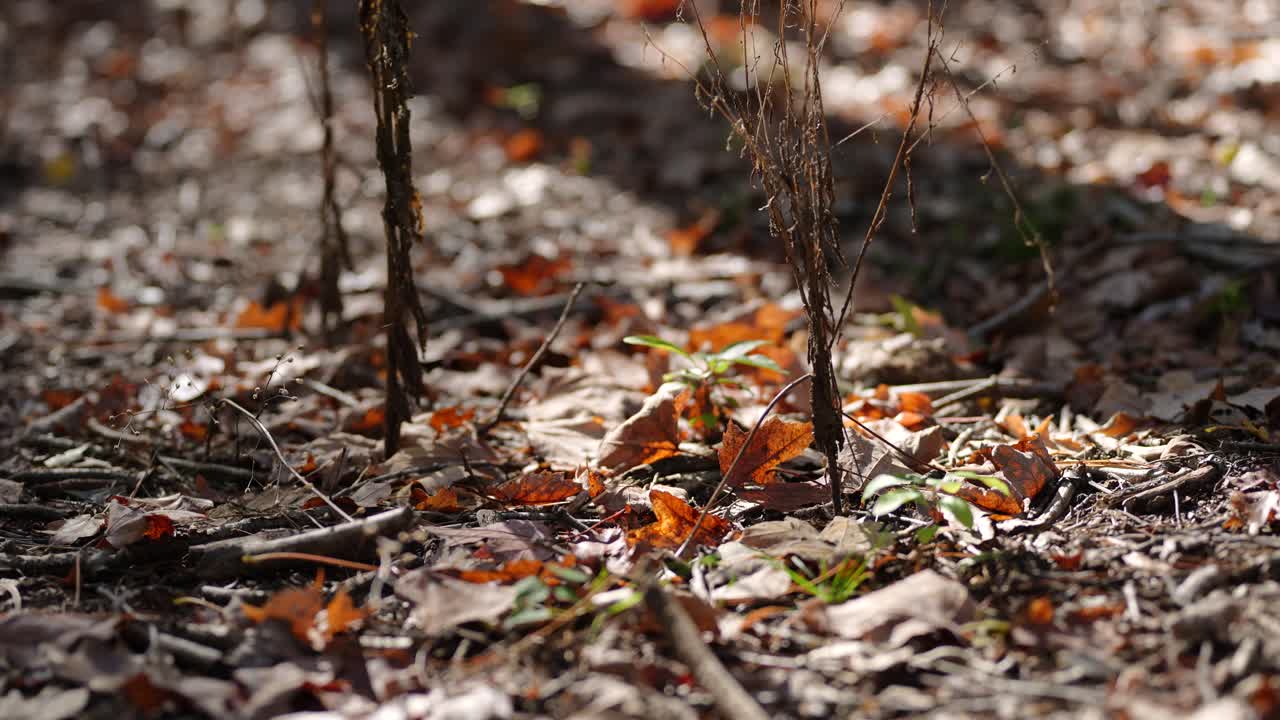Orange leaves on the ground of the Michigan woods.