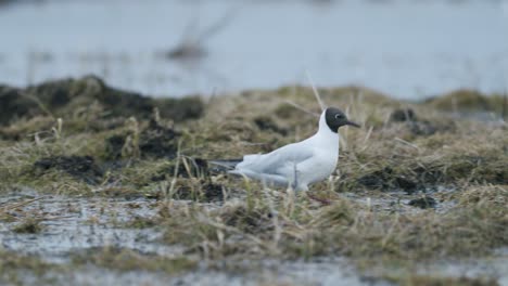 Gaviota-De-Cabeza-Negra-Caminando-En-El-Campo-En-Busca-De-Comida-Comiendo-Migración-De-Primavera