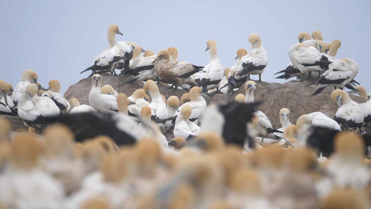 Static shot of Cape gannet colony at Lamberts Bay, South Africa