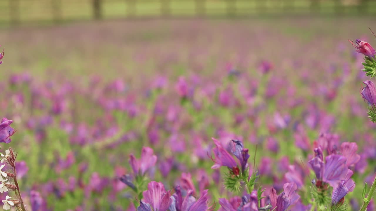 foto de enfoque superficial de la pradera de víbora púrpura-bugloss en primavera