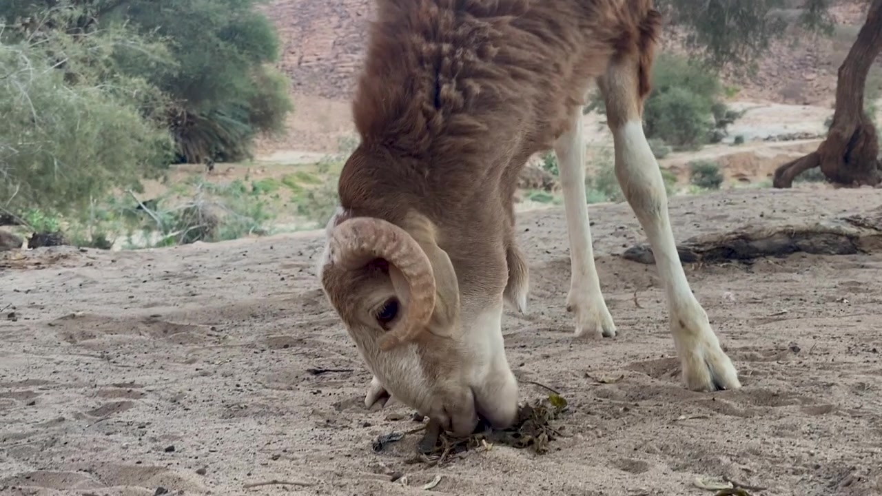 Un primer plano de un carnero con cuernos curvos pastando en vegetación escasa sobre suelo arenoso en un entorno desértico, con árboles al fondo