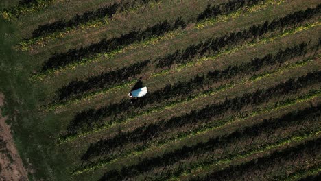 cinematic drone shot