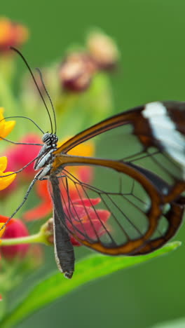 Mariposa-Glasswing-En-El-Santuario-De-La-Naturaleza