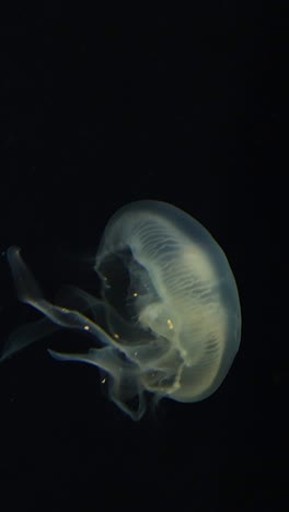 jellyfish in its natural habitat