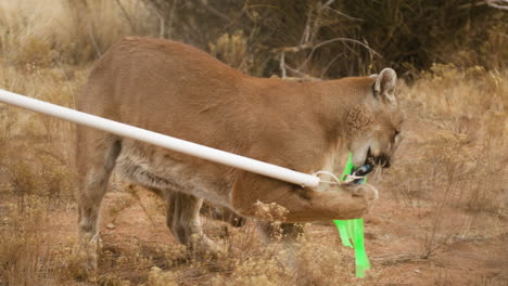 cougar chewing on a play toy