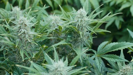 cannabis plants