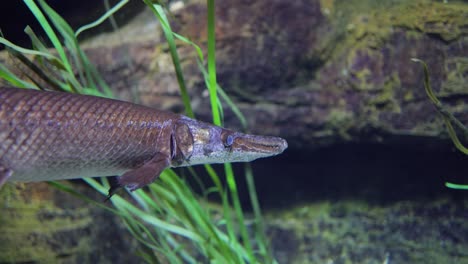 Fish-longnose-gar-(Lepisosteus-osseus),-also-known-as-longnose-garpike,-and-billy-gar,-is-a-ray-finned-fish-in-the-family-Lepisosteidae.