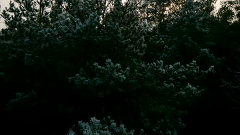 closeup pedestal drone shot of a green pine tree which frozen pines on a cloudy day in poland