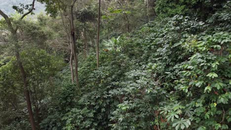 Vuelo-De-Dronde-Sobre-Cafetos-En-Una-Zona-Boscosa