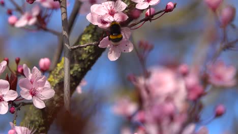 Ein-Clip-Einer-Biene,-Die-Blumen-Frisst