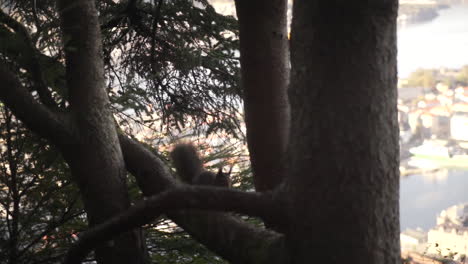 tracking slowmotion shot of a squirrel running down a tree branch